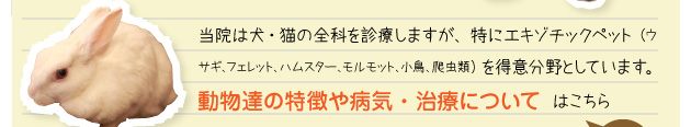 動物達の特徴や病気・治療についてはこちら