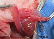 ハリネズミの水腎症